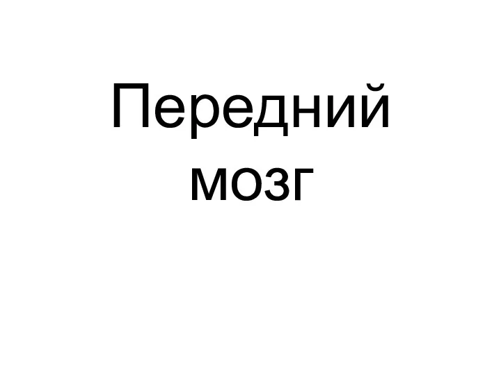 Передний мозг