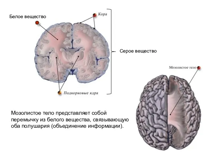 Серое вещество Белое вещество Мозолистое тело представляет собой перемычку из