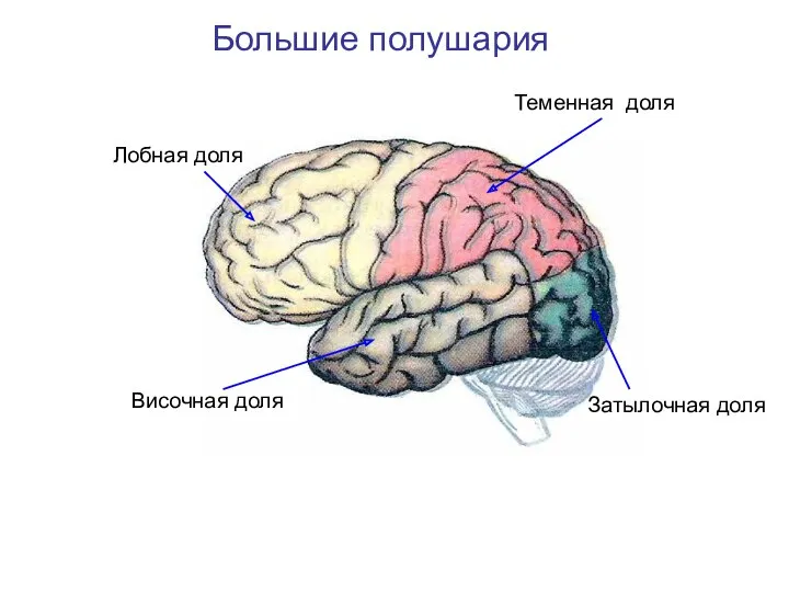 Лобная доля Теменная доля Затылочная доля Височная доля Большие полушария