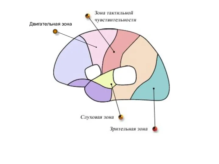 Двигательная зона