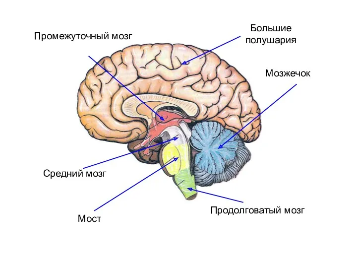 Продолговатый мозг Мозжечок Мост Средний мозг Большие полушария Промежуточный мозг