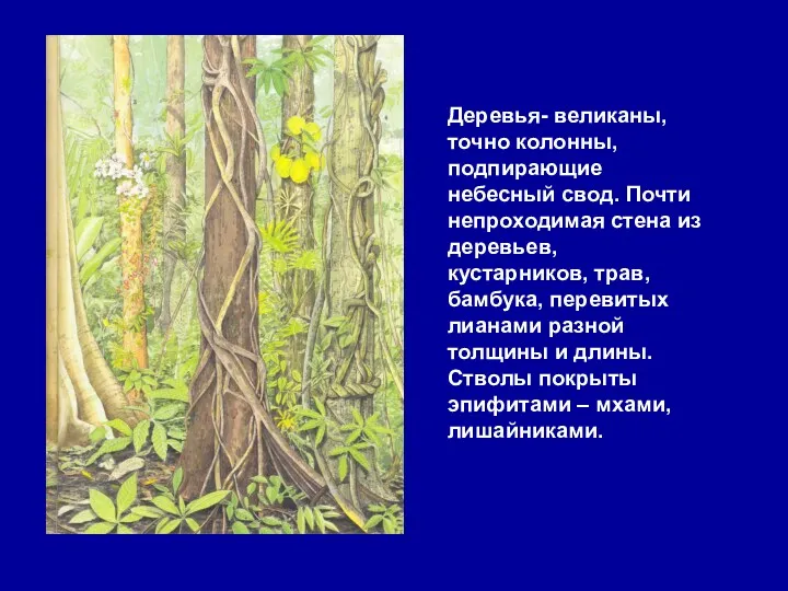 Деревья- великаны, точно колонны, подпирающие небесный свод. Почти непроходимая стена