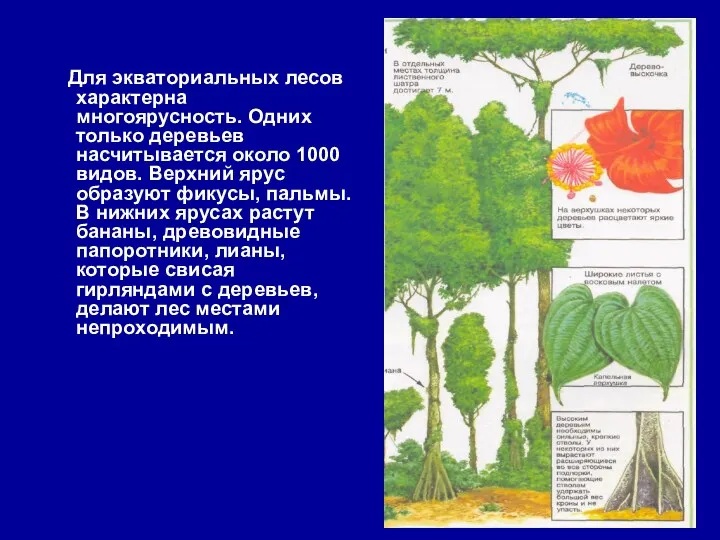 Для экваториальных лесов характерна многоярусность. Одних только деревьев насчитывается около