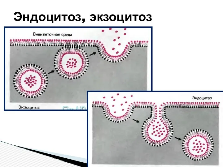 Эндоцитоз, экзоцитоз