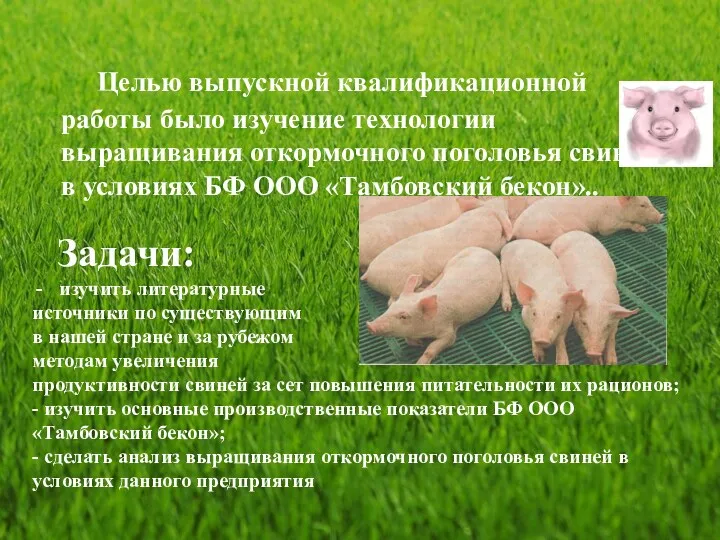 Целью выпускной квалификационной работы было изучение технологии выращивания откормочного поголовья свиней в условиях