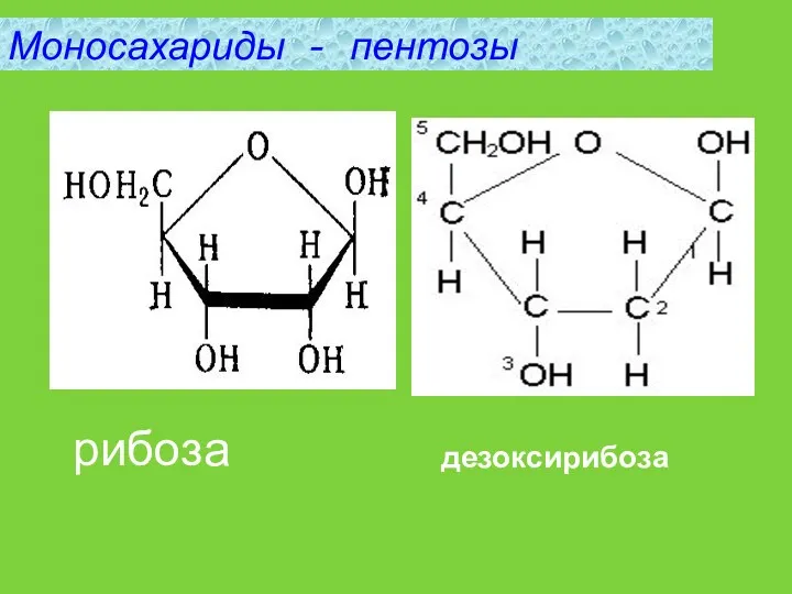 Моносахариды - пентозы рибоза дезоксирибоза