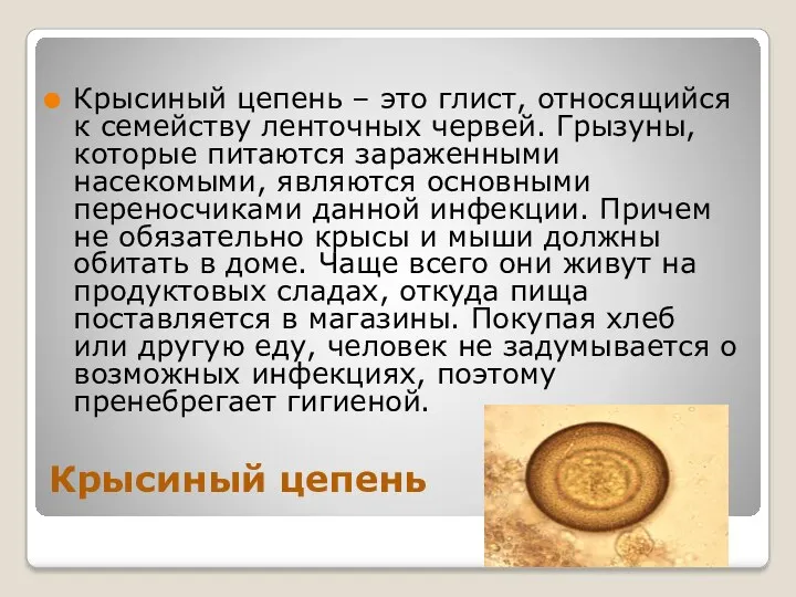 Крысиный цепень Крысиный цепень – это глист, относящийся к семейству ленточных червей. Грызуны,