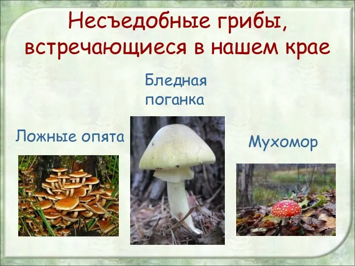 Несъедобные грибы, встречающиеся в нашем крае Ложные опята Бледная поганка Мухомор