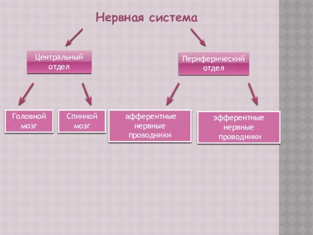 Нервная система Центральный отдел Периферический отдел Головной мозг Спинной мозг афферентные нервные проводники эфферентные нервные проводники