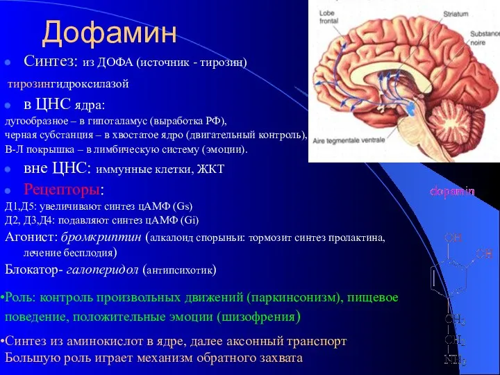 Дофамин Синтез: из ДОФА (источник - тирозин) тирозингидроксилазой в ЦНС ядра: дугообразное –