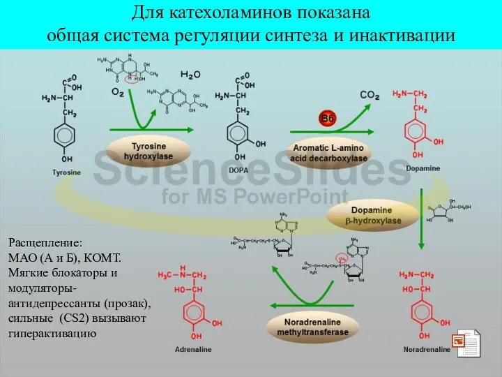 Для катехоламинов показана общая система регуляции синтеза и инактивации Для