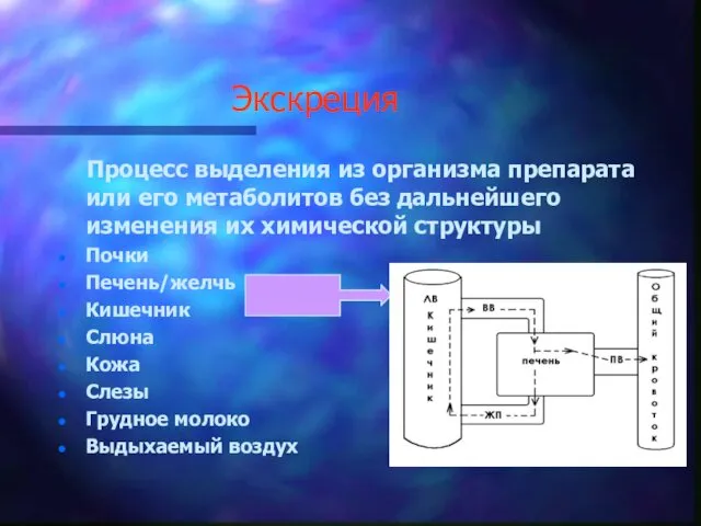 Экскреция Процесс выделения из организма препарата или его метаболитов без