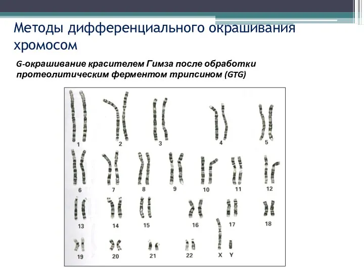 Методы дифференциального окрашивания хромосом G-окрашивание красителем Гимза после обработки протеолитическим ферментом трипсином (GTG)