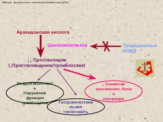 Арахидоновая кислота Циклооксигеназа Традиционные НПВП ↓↓ Простаноидов (↓Простагландинов/тромбоксана) Нефротоксичность Нарушение