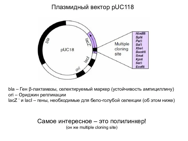 Плазмидный вектор pUC118 bla – Ген β-лактамазы, селектируемый маркер (устойчивость