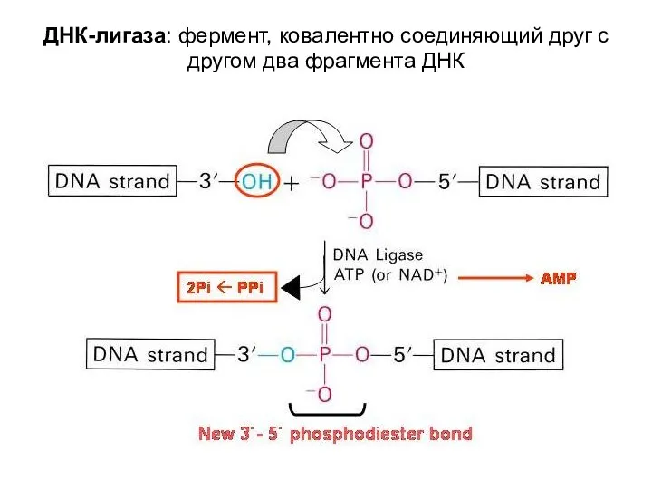 ДНК-лигаза: фермент, ковалентно соединяющий друг с другом два фрагмента ДНК