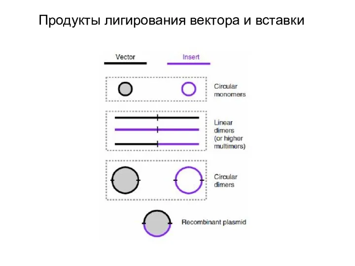 Продукты лигирования вектора и вставки