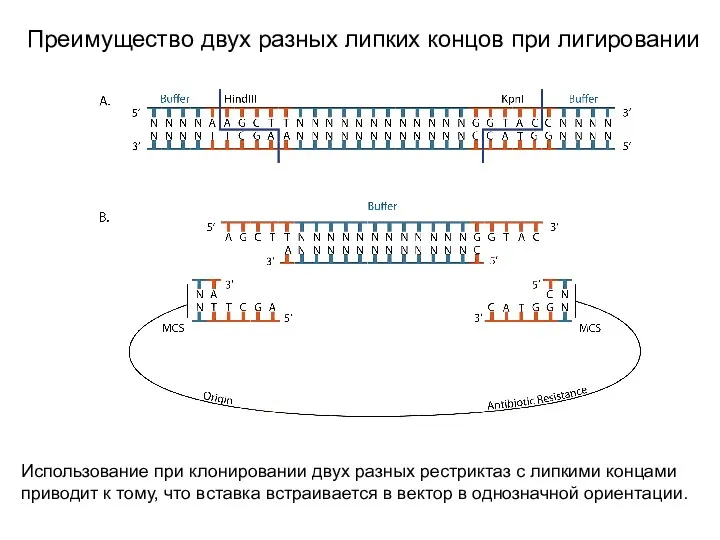 Преимущество двух разных липких концов при лигировании Использование при клонировании