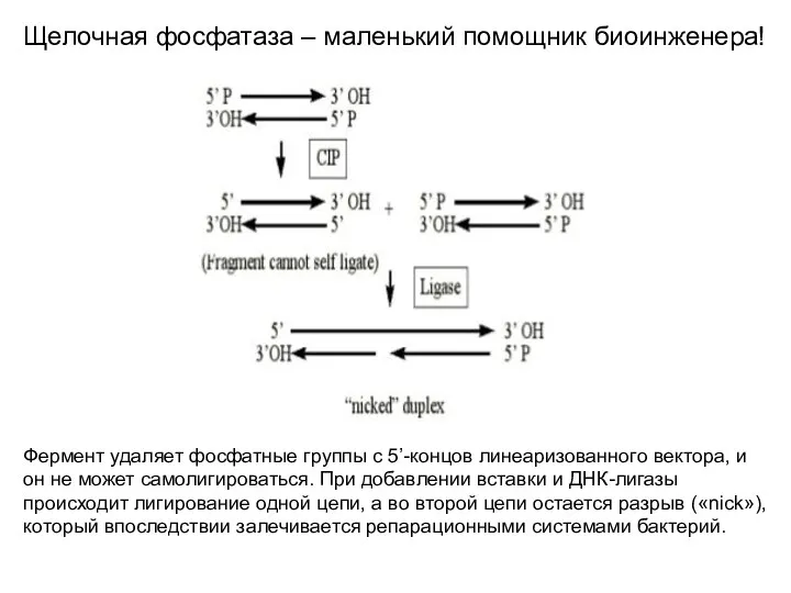 Щелочная фосфатаза – маленький помощник биоинженера! Фермент удаляет фосфатные группы