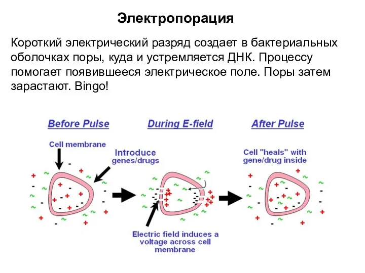 Электропорация Короткий электрический разряд создает в бактериальных оболочках поры, куда