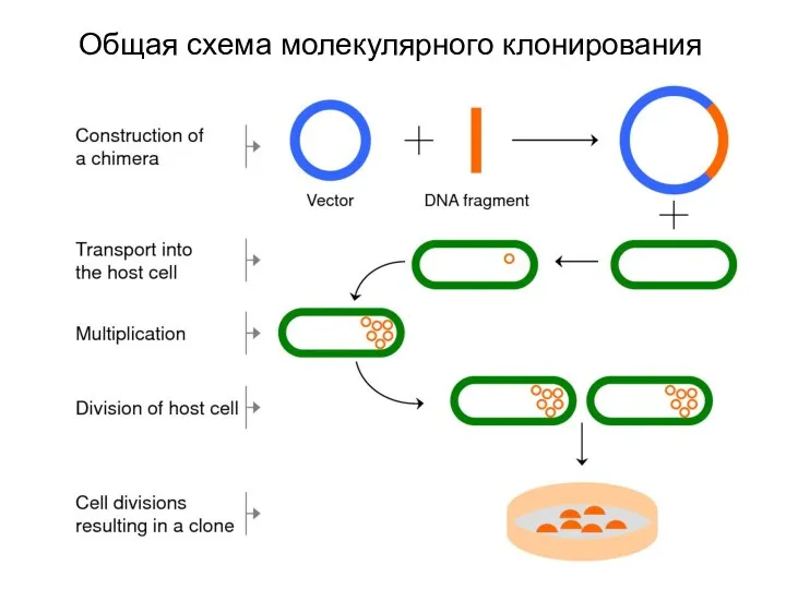 Общая схема молекулярного клонирования