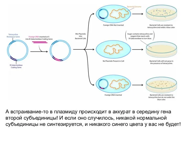 А встраивание-то в плазмиду происходит в аккурат в середину гена