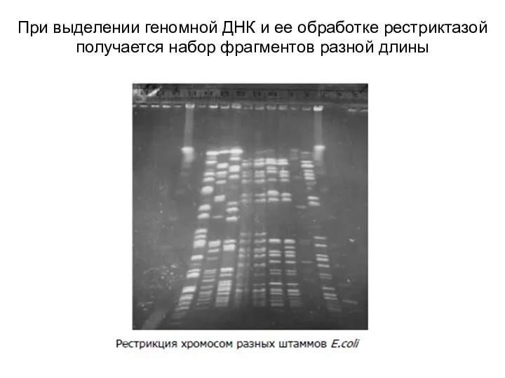 При выделении геномной ДНК и ее обработке рестриктазой получается набор фрагментов разной длины
