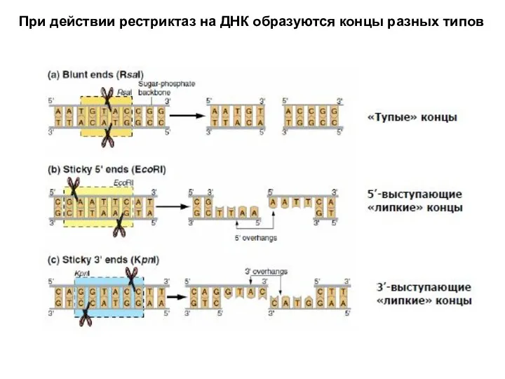 При действии рестриктаз на ДНК образуются концы разных типов