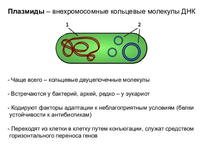 Плазмиды – внехромосомные кольцевые молекулы ДНК Чаще всего – кольцевые