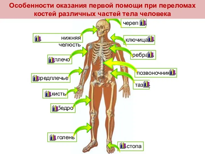 череп ключица ребра позвоночник таз плечо нижняя челюсть предплечье Особенности оказания первой помощи