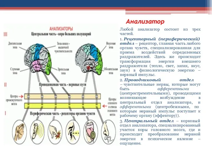 Анализатор Любой анализатор состоит из трех частей. 1. Рецепторный (периферический)