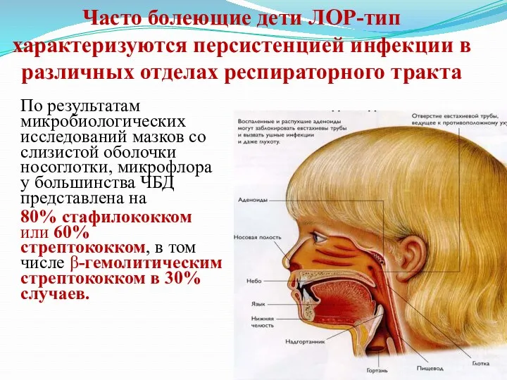 Часто болеющие дети ЛОР-тип характеризуются персистенцией инфекции в различных отделах