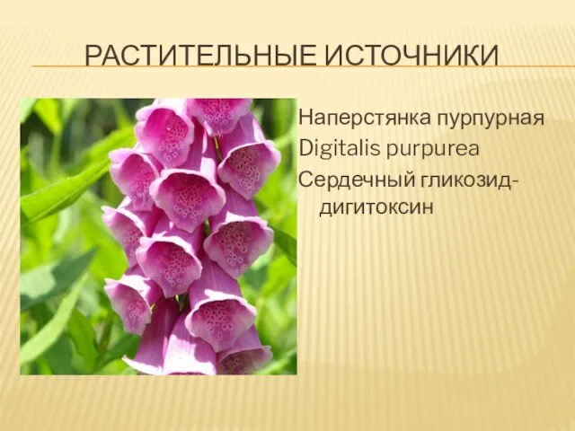 РАСТИТЕЛЬНЫЕ ИСТОЧНИКИ Наперстянка пурпурная Digitalis purpurea Сердечный гликозид- дигитоксин