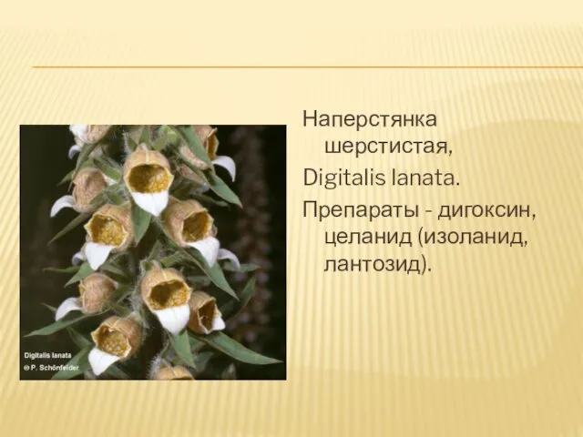 Наперстянка шерстистая, Digitalis lanata. Препараты - дигоксин, целанид (изоланид, лантозид).