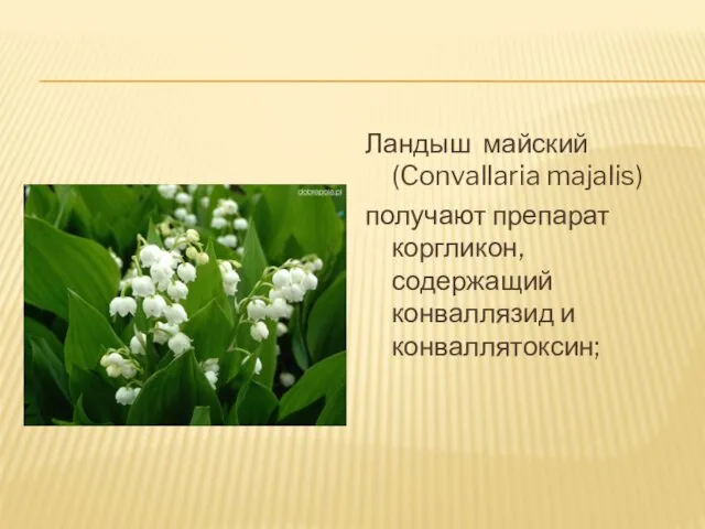 Ландыш майский (Convallaria majalis) получают препарат коргликон, содержащий конваллязид и конваллятоксин;