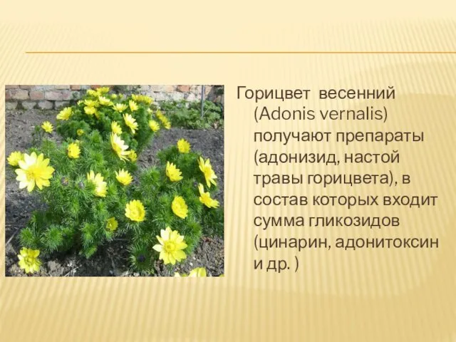 Горицвет весенний (Adonis vernalis) получают препараты (адонизид, настой травы горицвета), в состав которых