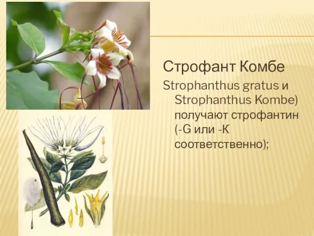 Строфант Комбе Strophanthus gratus и Strophanthus Kombe) получают строфантин (-G или -К соответственно);