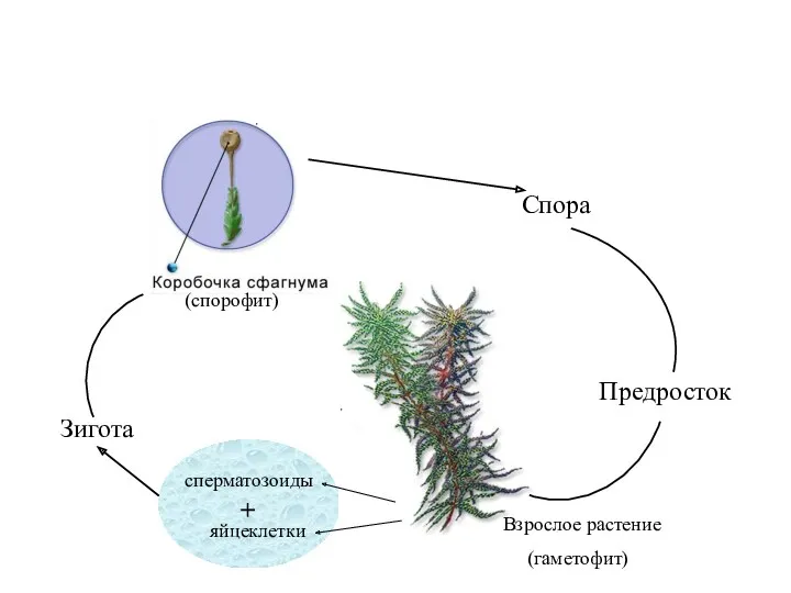 (спорофит) Спора Предросток Взрослое растение (гаметофит) сперматозоиды яйцеклетки + Зигота