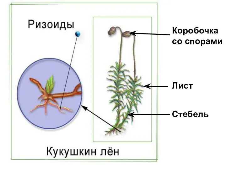 Коробочка со спорами Лист Стебель