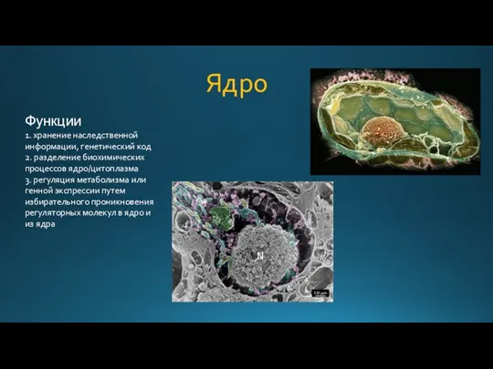 Функции 1. хранение наследственной информации, генетический код 2. разделение биохимических