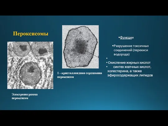 Пероксисомы Электронограмма пероксисом 1 - кристаллоидная сердцевина пероксисом Функции Разрушение