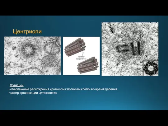 Центриоли Функции обеспечение расхождения хромосом к полюсам клетки во время деления центр организации цитоскелета