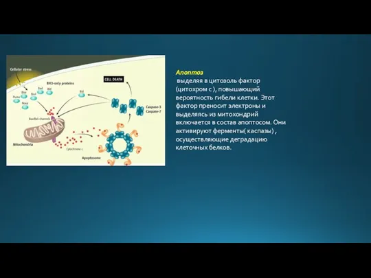 Апоптоз выделяя в цитозоль фактор (цитохром с ), повышающий вероятность