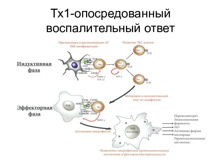 Тх1-опосредованный воспалительный ответ