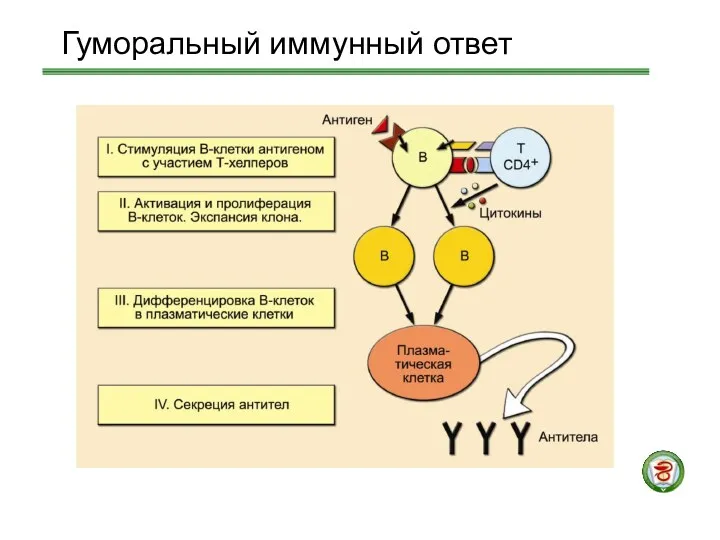 Гуморальный иммунный ответ