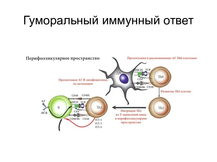 Гуморальный иммунный ответ