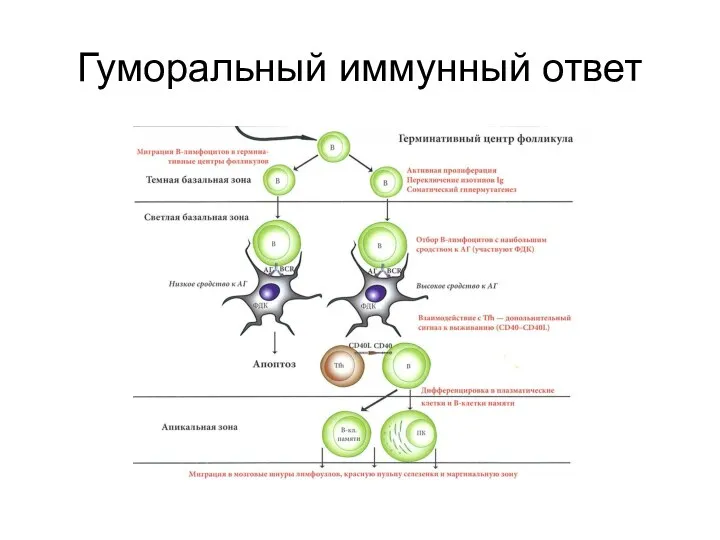 Гуморальный иммунный ответ