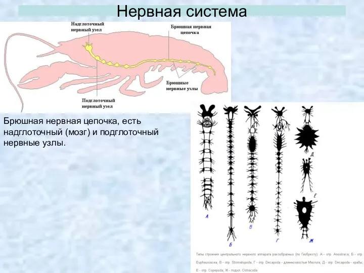 Нервная система Брюшная нервная цепочка, есть надглоточный (мозг) и подглоточный нервные узлы.