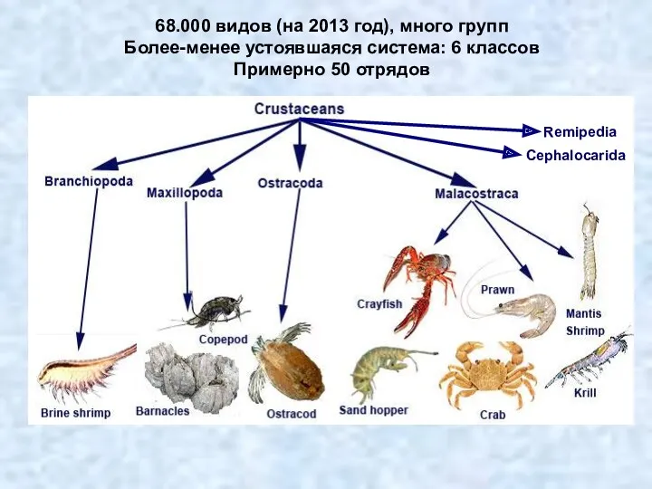 68.000 видов (на 2013 год), много групп Более-менее устоявшаяся система: 6 классов Примерно 50 отрядов