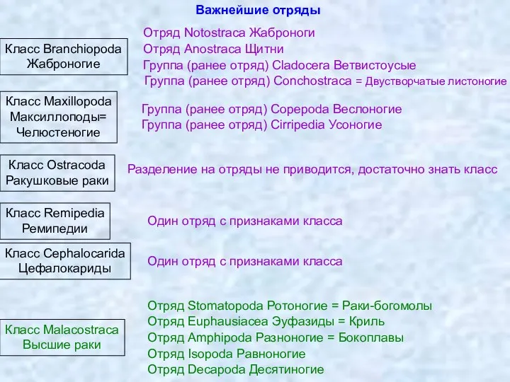 Класс Branchiopoda Жаброногие Класс Maxillopoda Максиллоподы= Челюстеногие Класс Ostracoda Ракушковые